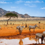 safari-kenya