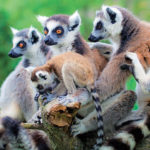 Madagascar-lemuriens